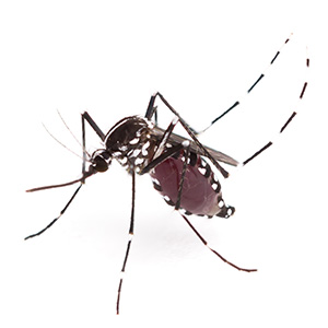 Photo of Aedes albopictus mosquito