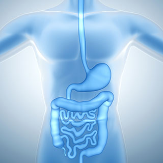 Image of human digestive system