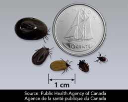 Photo showing various sizes of ticks