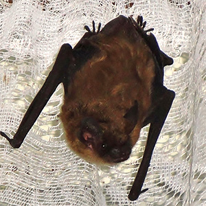 Photo of a bat on a net