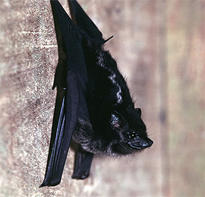 Photo of a bat hanging on a wall