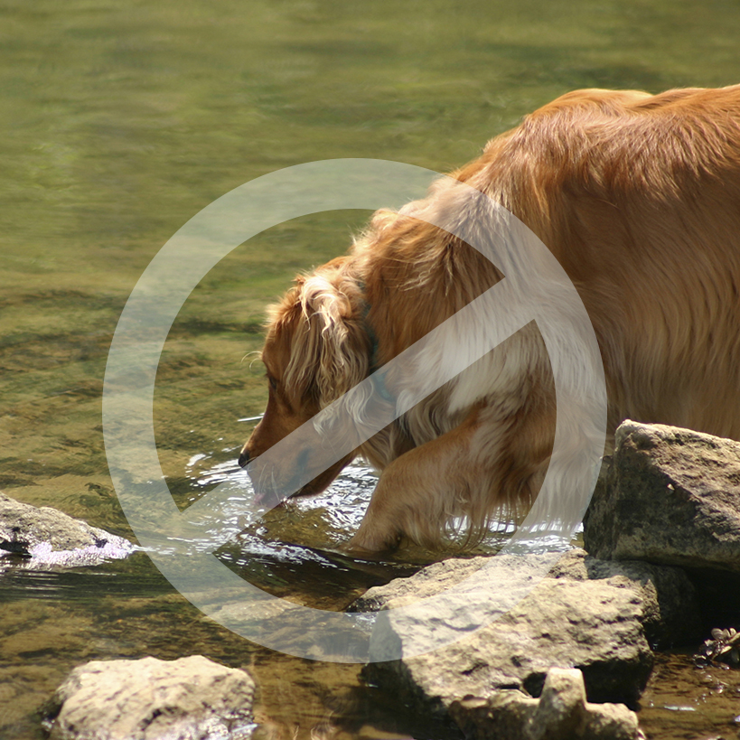 Photo of dog drinking from potentially contaminated water source